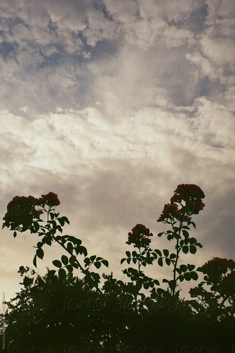 Grid Image