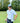 Trouble off the Tee Zyn Golf Hat